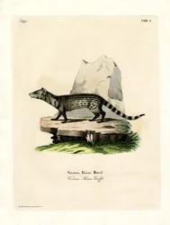 Kleine Indische Civetkat