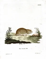 Sociale Woelmuis