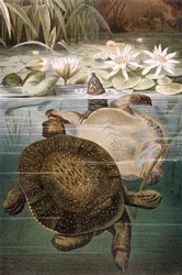 Zacht schildpad, plaat uit Brehms Tierleben: Allgemeine Kunde des Tierreichs, vol.7, p.621, gepubliceerd door Bibliographisches Institut, 1892