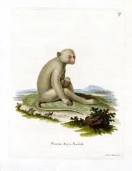 Roetmangabey