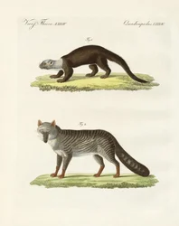 Zuid-Amerikaanse dieren