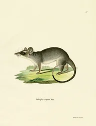 Zuidoostelijke vierogige opossum