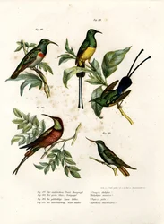 Zuidelijke Dubbelkraag Zonnevogel, 1864