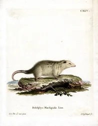 Zuidelijke Opossum