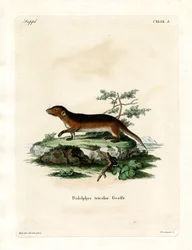 Zuidelijke Roodzijdige Opossum