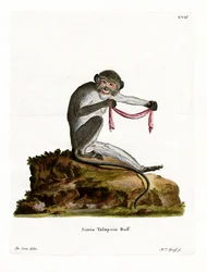Zuidelijke Talapoin (gekleurde gravure)