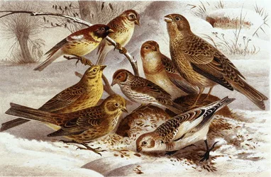 Mussen, plaat uit "Brehms Tierleben: Allgemeine Kunde des Tierreichs", deel 4, p. 335, uitgegeven door Bibliographisches Institut