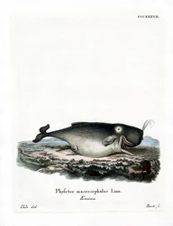 Potvis