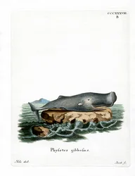 Potvis