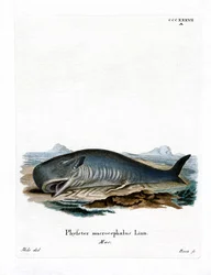 Potvis