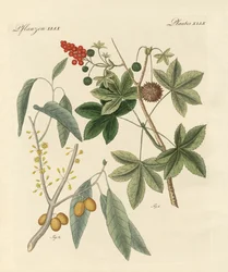 Kruidige planten