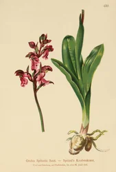 Spitzels Orchidee (Orchis Spitzelii)