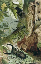 Vliegend hert en langhoornkever, plaat uit Brehms Tierleben: Allgemeine Kunde des Tierreichs, vol.9, p.80, uitgegeven door Bibliographisches Institut, 1892