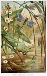 Ontwikkelingsstadia van een waterjuffer, uit Brehms Tierleben, pub. kleur lithografie