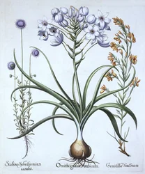 Ster van Bethlehem, met Blauwbloemige Schapenzuring en Verfbrem, uit Hortus Eystettensis, door Basil Besler, gepubliceerd 1613