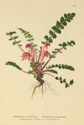 Stengelloze Lathyrus
