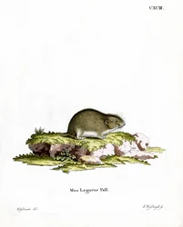 Steppelemming