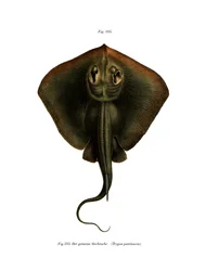 Pijlstaartrog