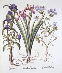 Stinkende Iris, Orlaya en Kruisbladgentiaan, uit Hortus Eystettensis, door Basil Besler, 1613