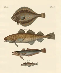 Stokvis