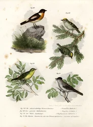 Roodborsttapuit, 1864