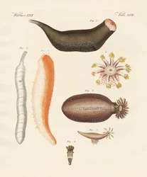 Vreemde holothuriën