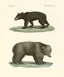 Vreemde beren