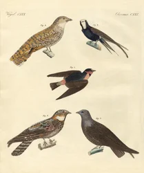 Vreemde vogels