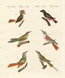 Vreemde vogels