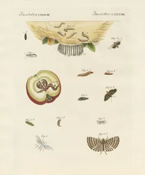 Vreemde vlinders