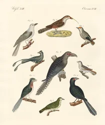 Vreemde klimmende vogels