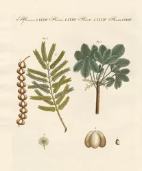 Vreemde commerciële planten