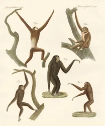 Vreemde gibbons