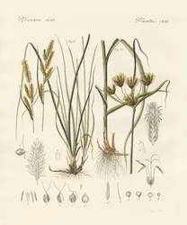 Vreemde grassen