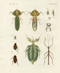 Vreemde insecten