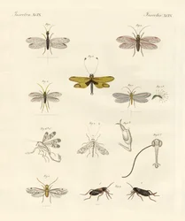 Vreemde insecten