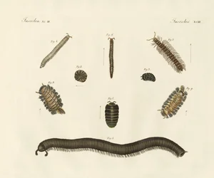 Vreemde insecten
