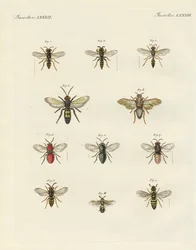 Vreemde insecten