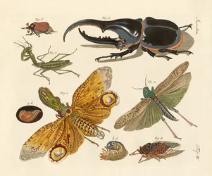 Vreemde insecten