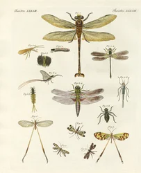 Vreemde insecten