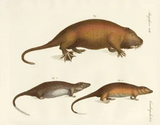Vreemde zoogdieren