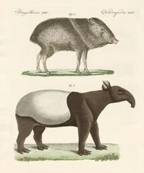 Vreemde zoogdieren
