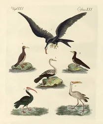 Vreemde moeras- en watervogels