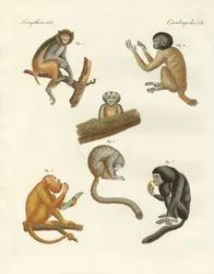 Vreemde apen