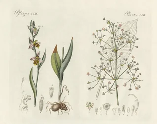 Vreemde planten