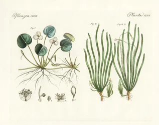 Vreemde planten