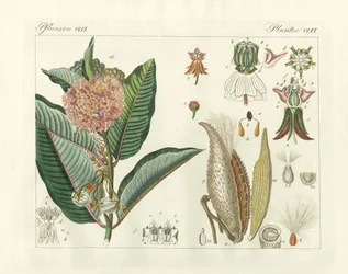 Vreemde planten