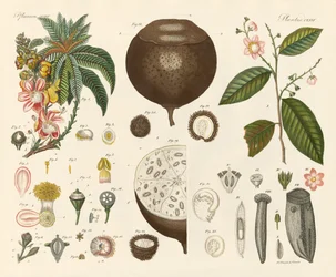 Vreemde planten