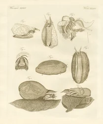 Vreemde zeeslakken