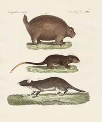 Vreemde stekelige dieren